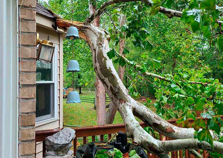 A large tree branch bends toward a house, with blue glass bells hanging from it, surrounded by green foliage and a wooden deck.